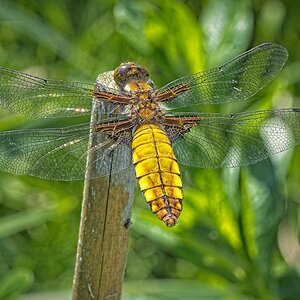 24T00512Broad bodied chaser libellula depressa .jpg