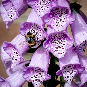 flox glove and bee-3.jpg