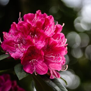 rhododendron-1.jpg