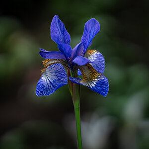 siberian iris-2.jpg