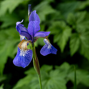 siberian iris-4.jpg