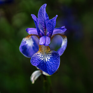 siberian iris-7.jpg