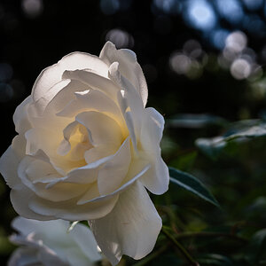 white rose-3.jpg