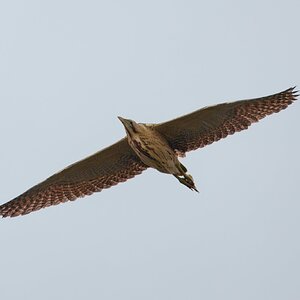 DSC01042 - Bittern.jpeg