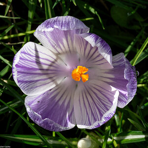 crocus-1.jpg