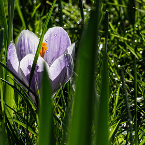 crocus-2.jpg