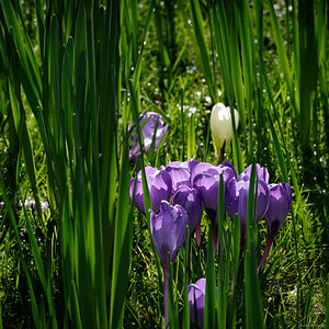 crocus-3.jpg