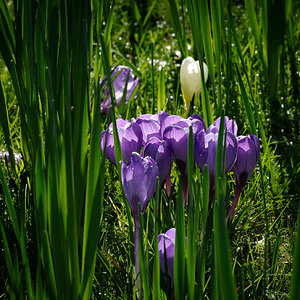 crocus-4.jpg