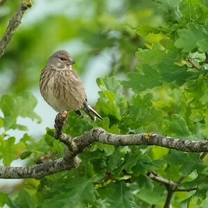 Linnet-DSC04067-2048px.jpg