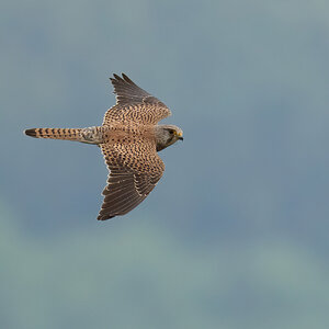 Kestrel-DSC04370-1500px.jpg