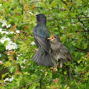 Starling-DSC04603-2500px.jpg