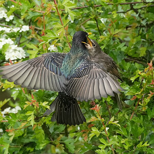 Starling-DSC04601-2500px.jpg