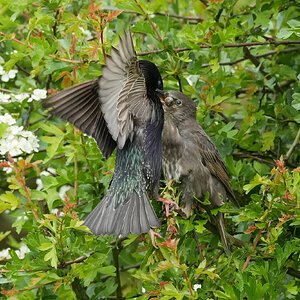 Starling-DSC04600-2500px.jpg