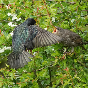 Starling-DSC04599-2500px.jpg