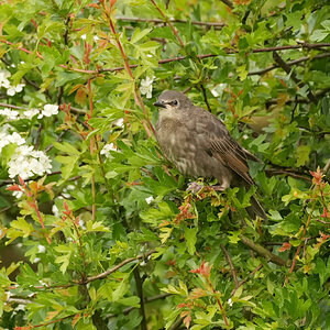 Starling-DSC04597-2500px.jpg