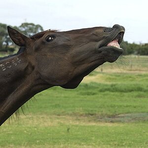 Mildura Horses (105).JPG