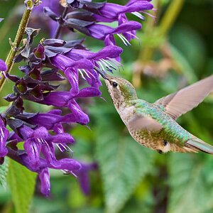 Anna's Hummingbird -South Coast Botanical Gardens - 05162024 - 01- DN.jpg
