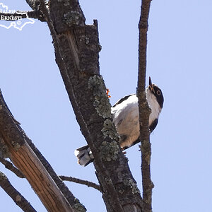 Mallee Cliffs 03-12-2020 (411).JPG