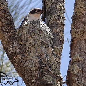 Mallee Cliffs 03-12-2020 (474).JPG