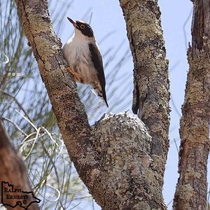 Mallee Cliffs 03-12-2020 (481).JPG