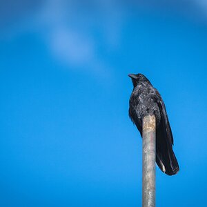 crow on pole-1.jpg