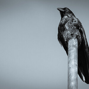 crow on pole bw 04 - 46%-5.jpg