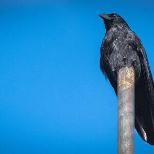 crow on pole-3.jpg