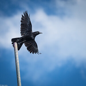 crow in flight-1.jpg