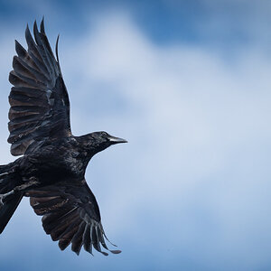 crow in flight-4.jpg