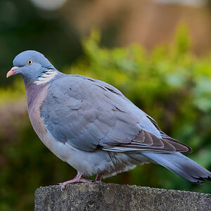 collared dove 2024 3.jpg