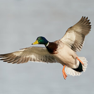 duck 2023 40.jpg