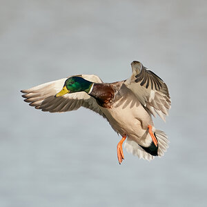 duck 2023 41.jpg