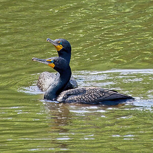 Two Cormorants.jpg