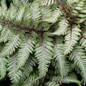 Japanese Painted Fern