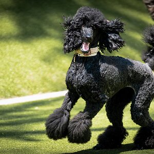 poodle-2.jpg