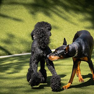 poodle play-5.jpg