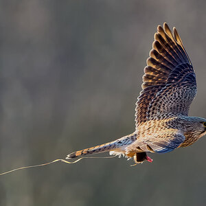 kestrel 2024 9 (2).jpg