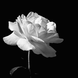 white rose and house-5.jpg