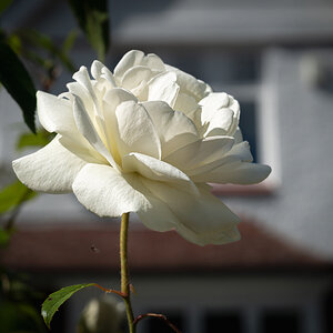 white rose and house-1.jpg