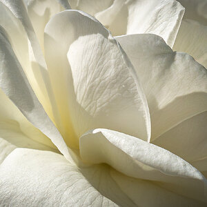 white rose and house-2.jpg