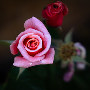 pink and red rose-1.jpg