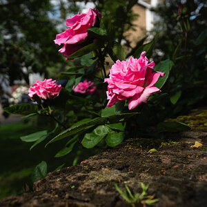 pink roses and wall-1.jpg
