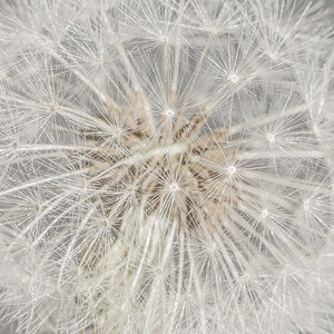 _7RV2238_Dandelion.jpg