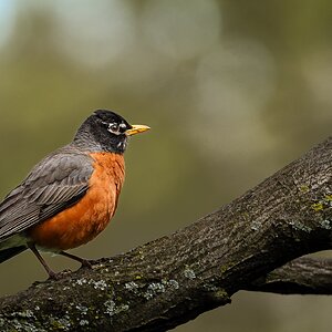 american robin-2.jpg