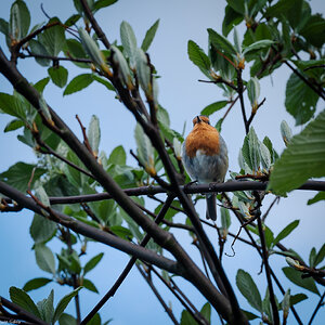 robin redbreast-3.jpg