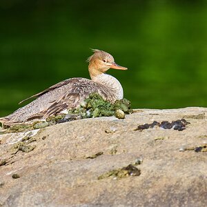 Common Merganser - Brandywine - 05072024 - 01- DN.jpg