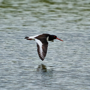 oyster catcher  2024.jpg