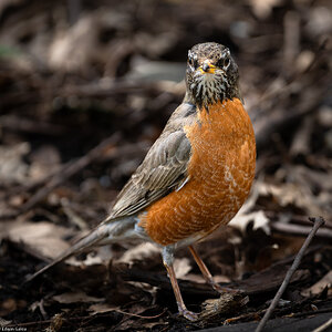 american robin-4.jpg