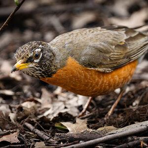 american robin-5.jpg