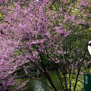 blossom central park-1_edited.jpg